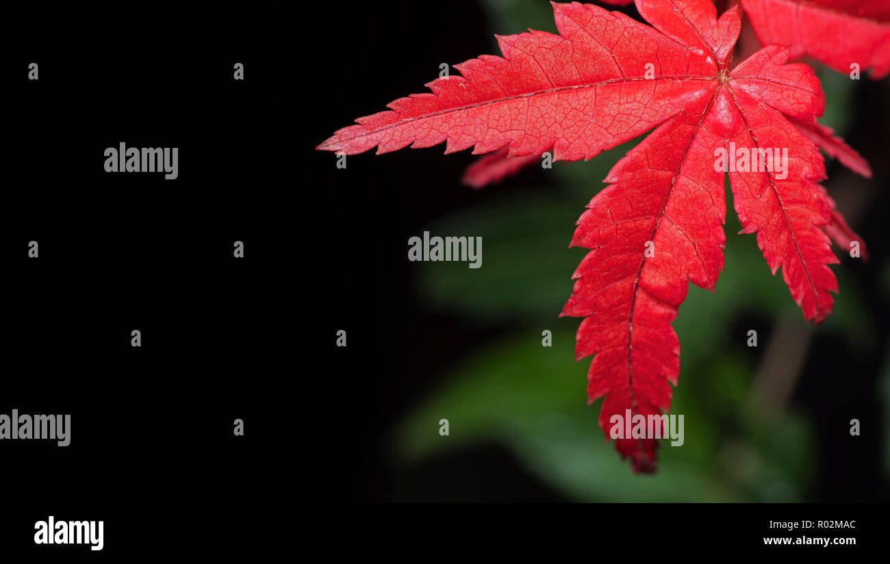 Closeup Red Maple Leaf Isolated on Nature Background with Space Stock Photo