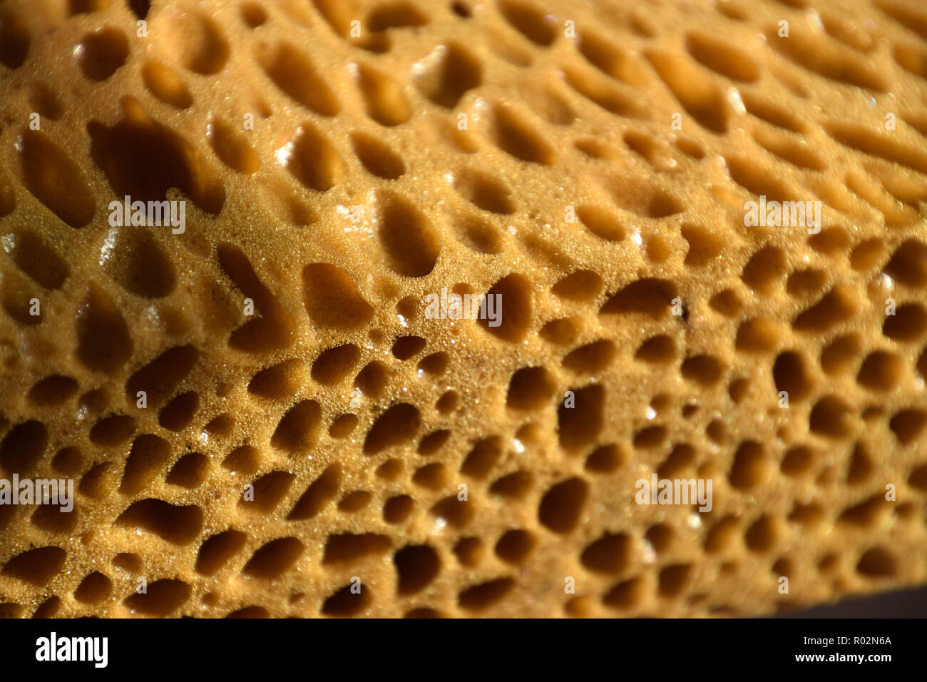 extreme macro of big porous dry sponge bizarre look, brown sponge
