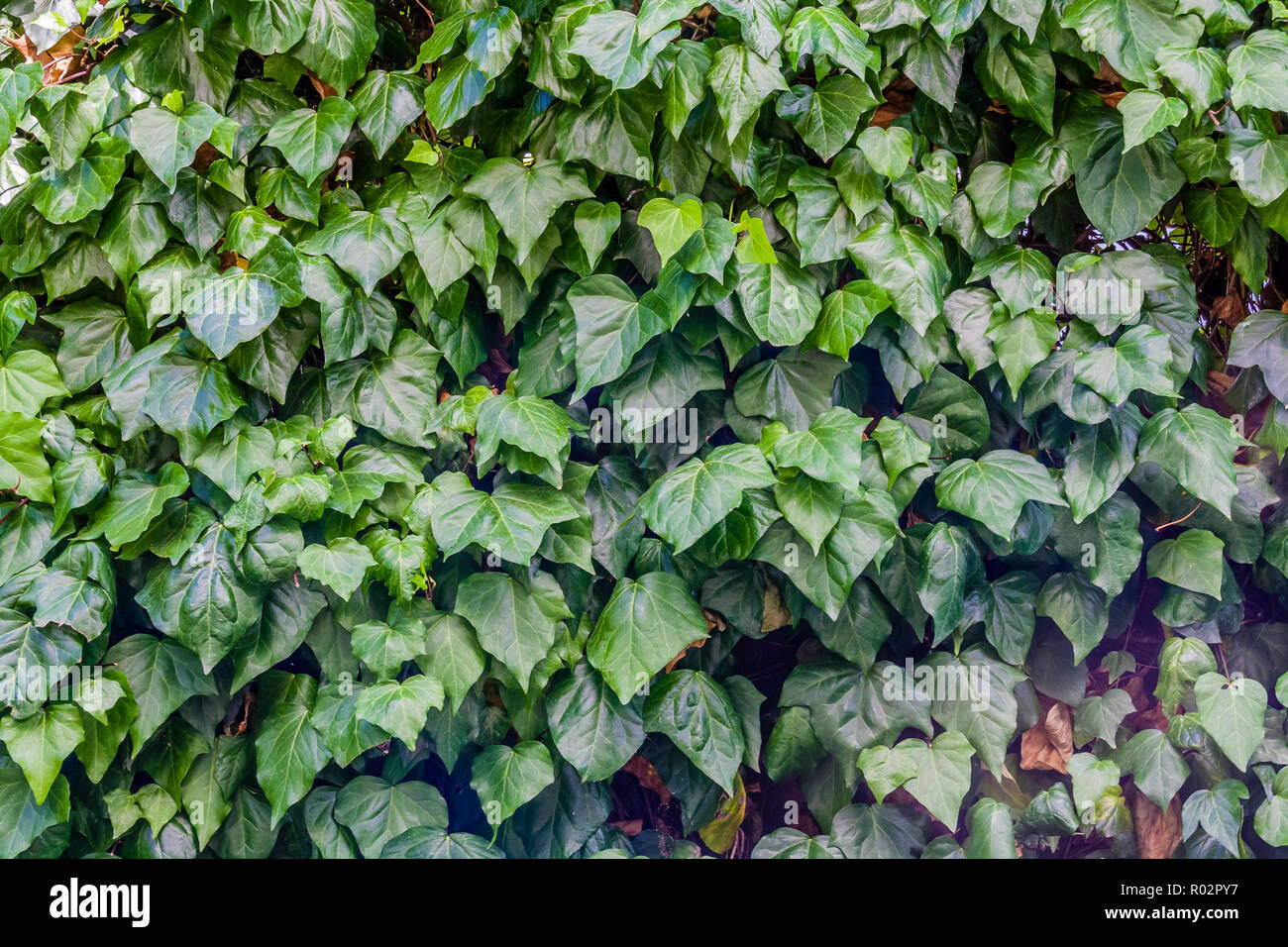 Hedera helix, known as Common Ivy or English Ivy, a popular garden plant. Stock Photo