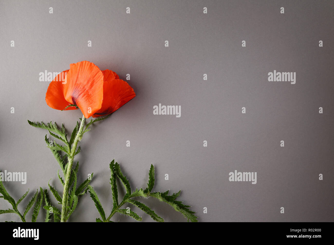Red poppies on gray hi-res stock photography and images - Alamy