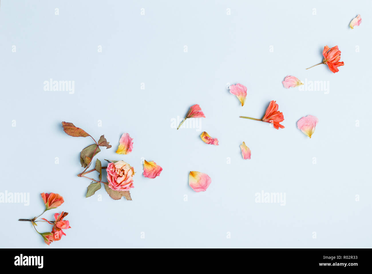 Flowers composition. Frame made of dried rose flowers on blue ...