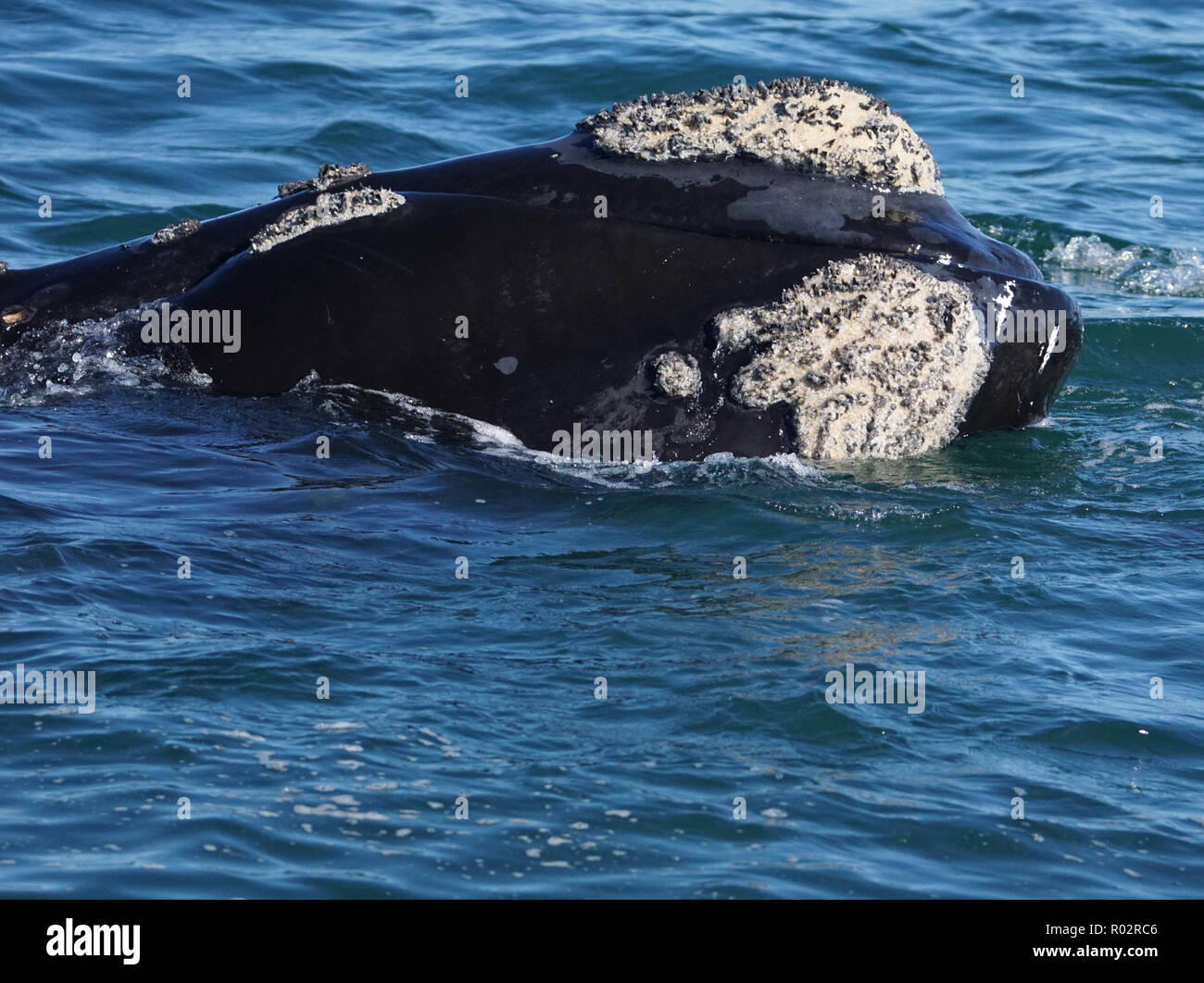 Southern Right Whale Up Close Stock Photo