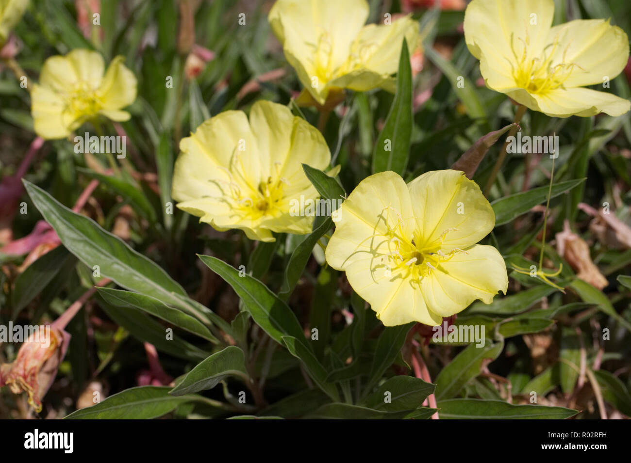 Oenothera flowers. Stock Photo