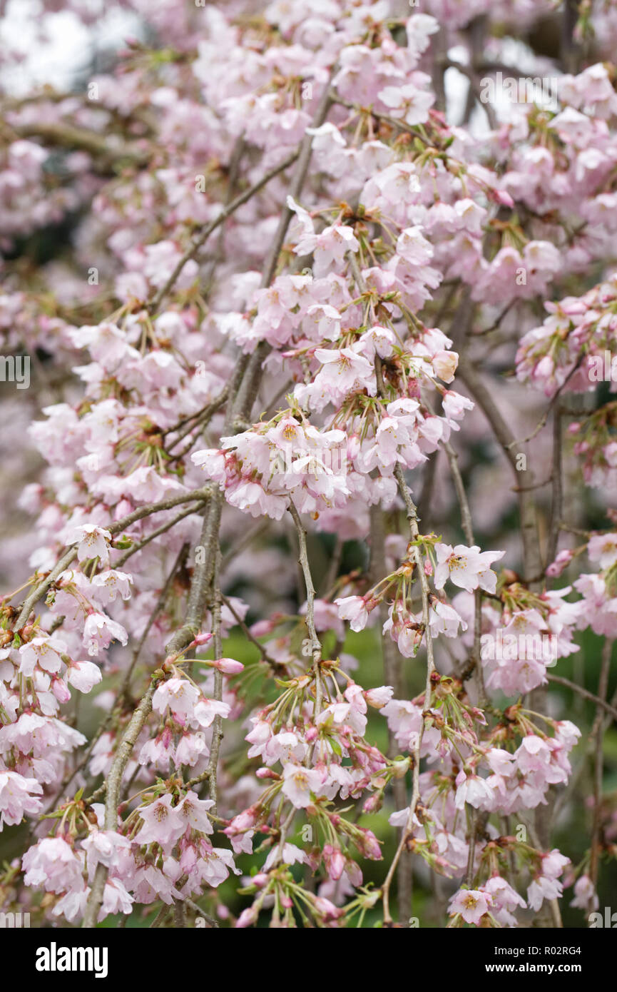 Prunus pendula 'Pendula Rosea' blossom. Drooping Rosebud Cherry. Stock Photo