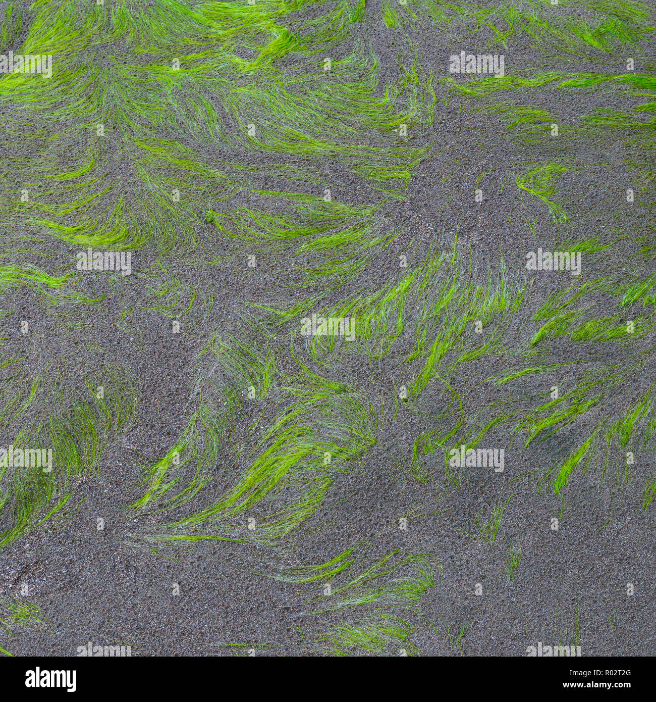 Sandy grass texture hi-res stock photography and images - Alamy