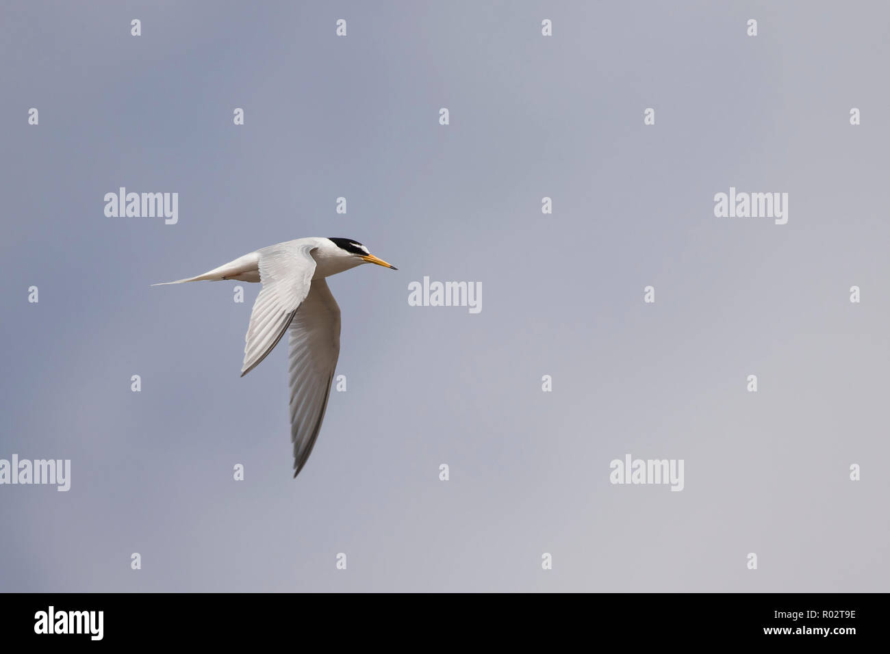A little tern (Sternula albifrons) in flight over the breeding colony at Gronant, North Wales. Stock Photo
