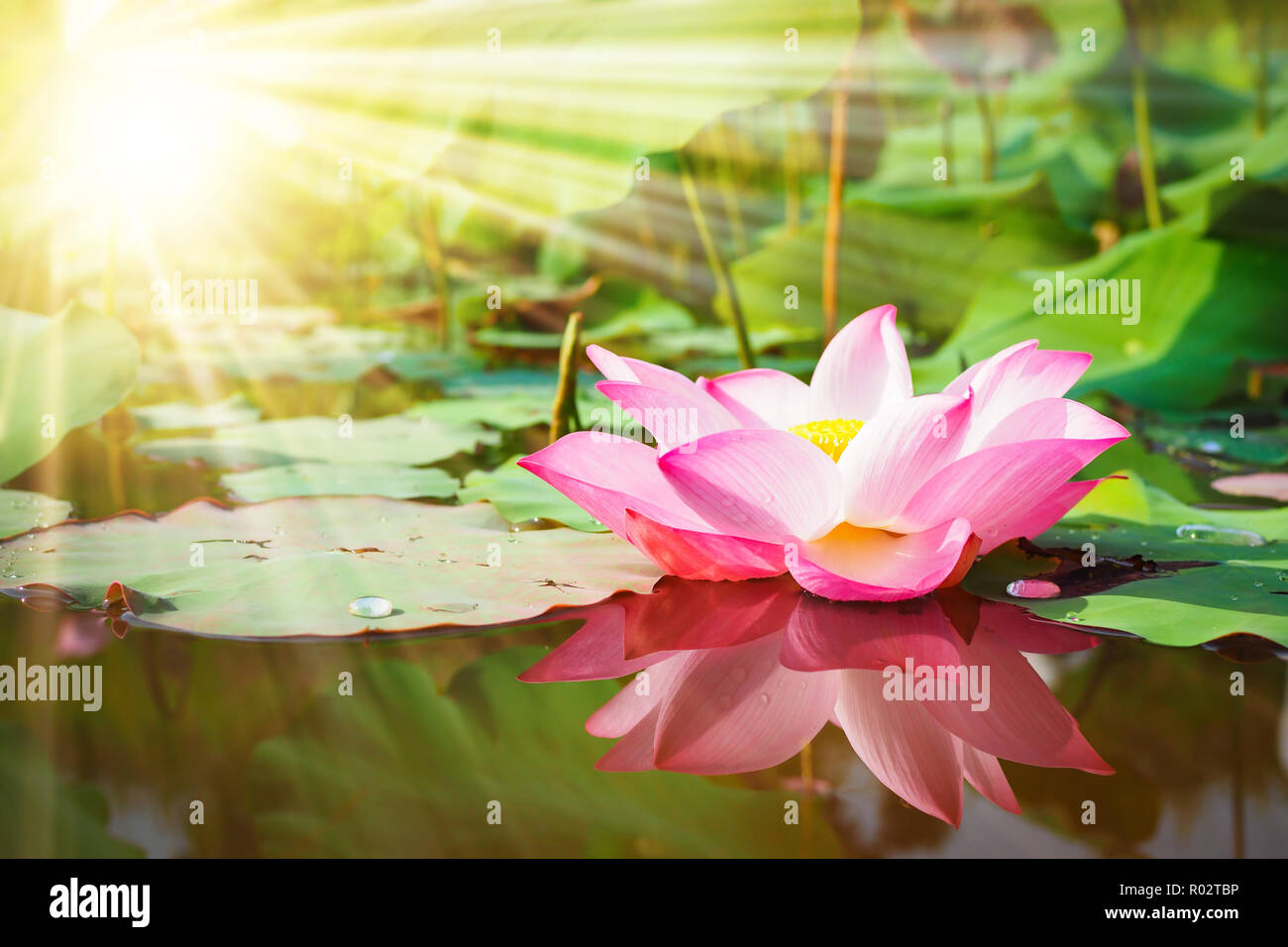 Beautiful pink lotus flower in nature with sunrise for background ...