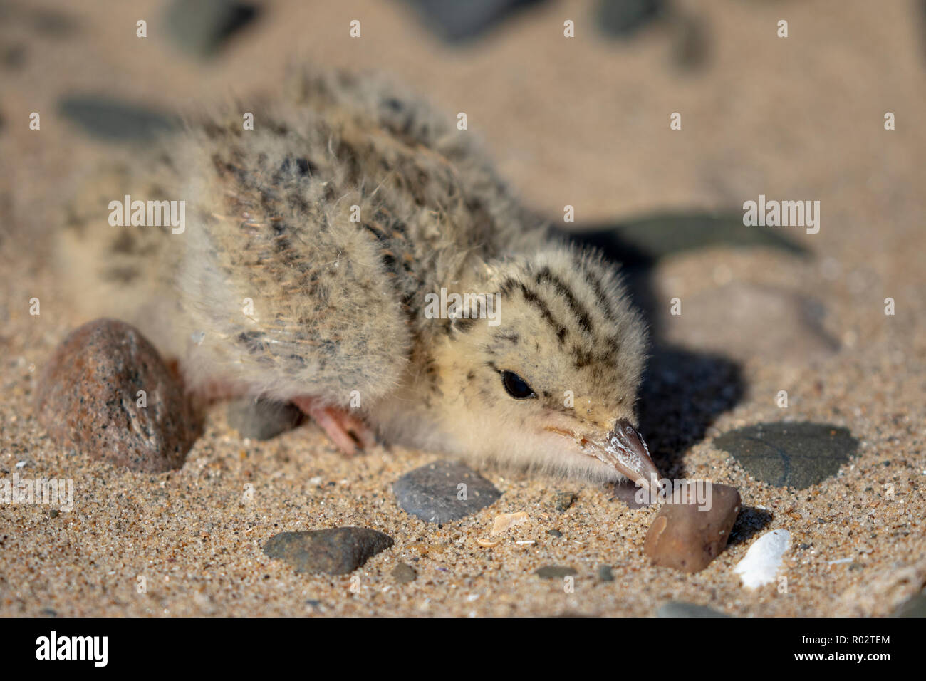a little tern chick (Sternula albifrons) camouflaged in the sand at Gronant, North Wales. Photo taken under NRW licence. Stock Photo