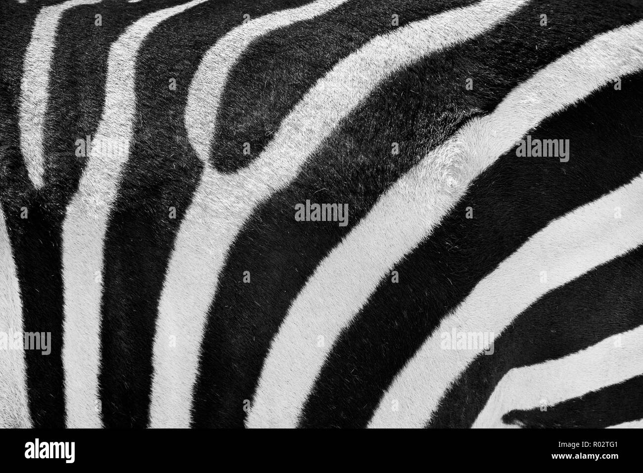 Zebra skin or fur real black and white texture or background photography Stock Photo