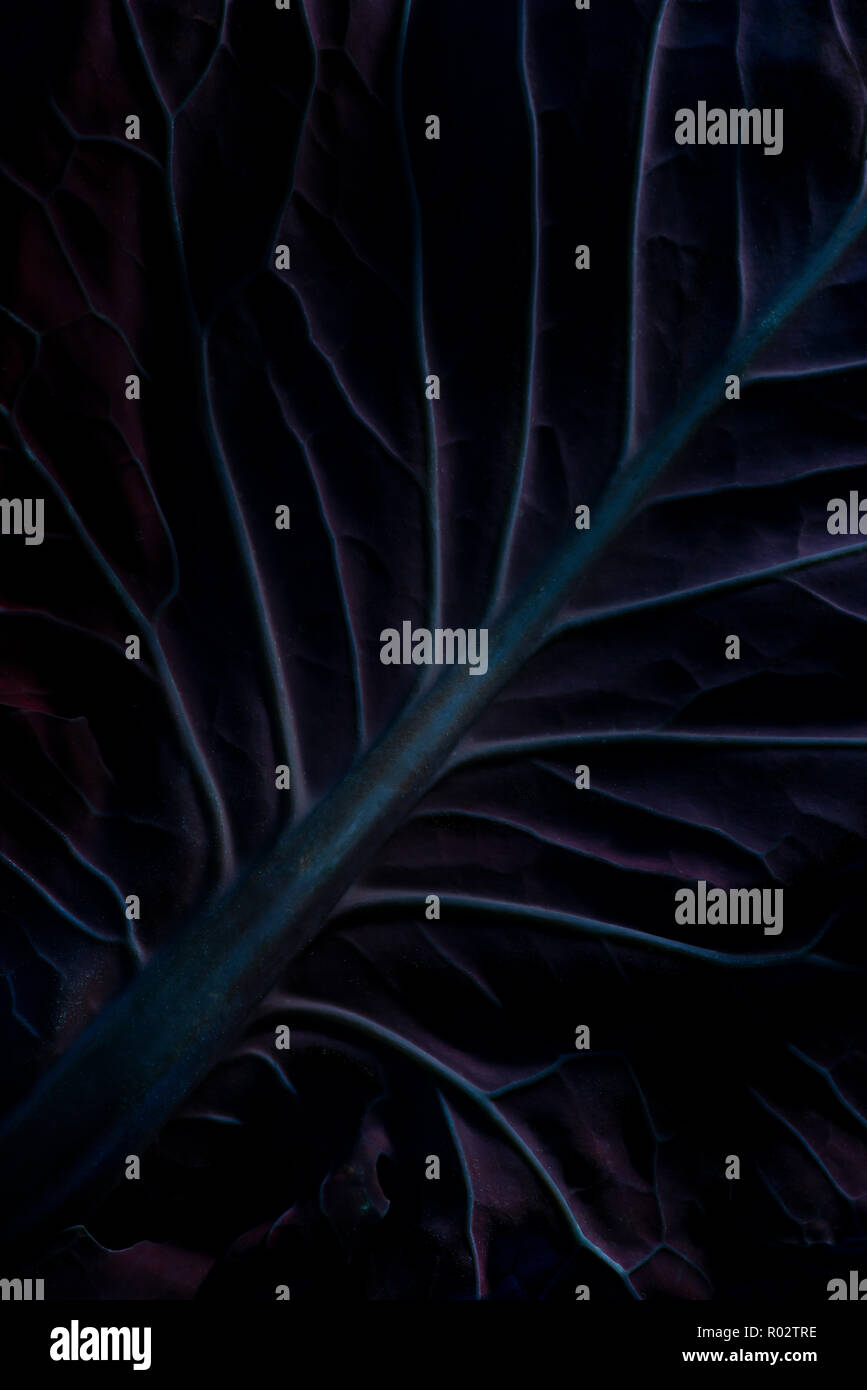 Illuminated by blacklight, chlorophyll glows red and emits a strange