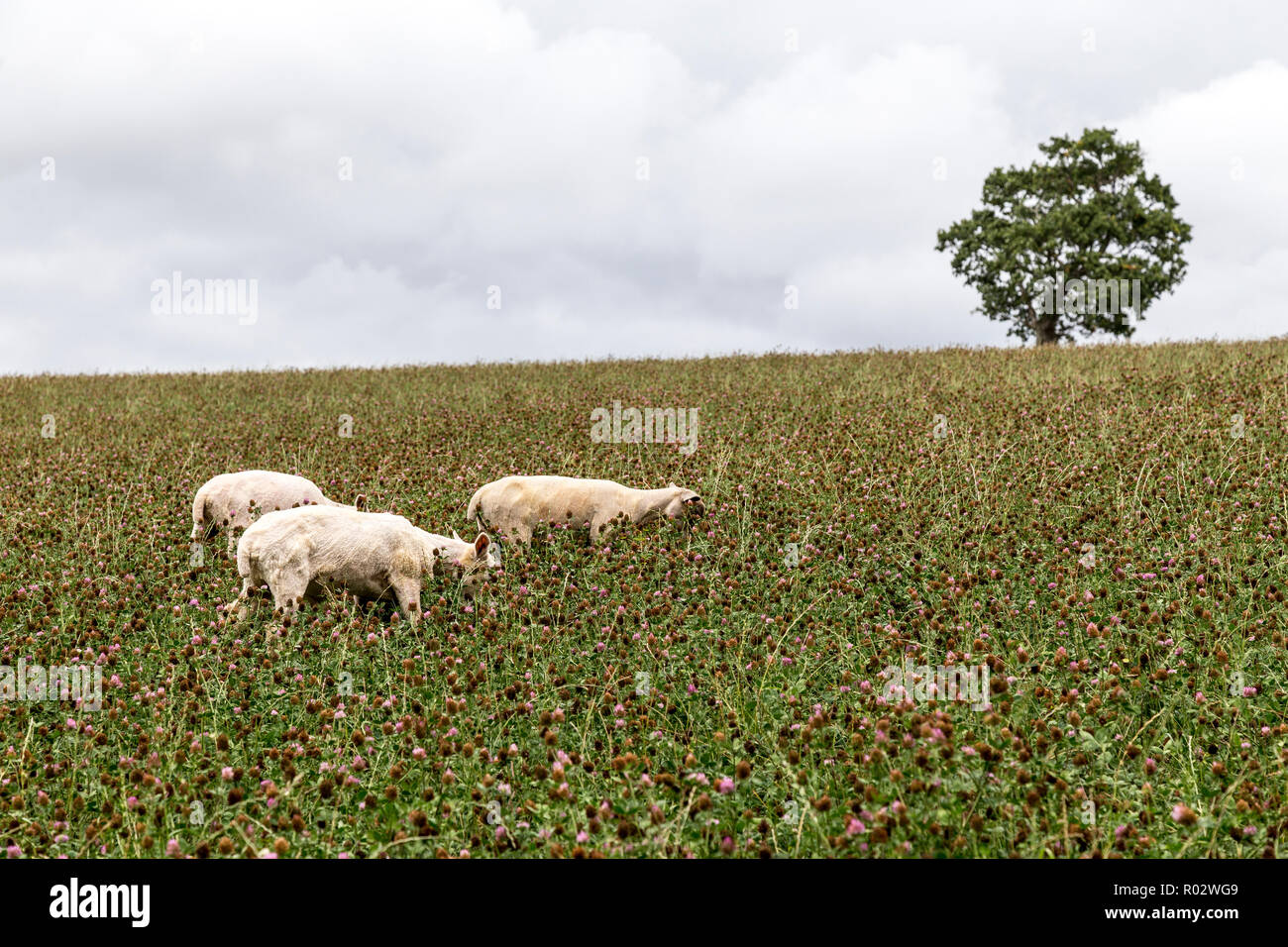 red clover,sheep in red clover, fodder and rotational crop.A herbaceous plant of the pea family, ruminant mammal with a thick woolly coat,Ovis aries, Stock Photo