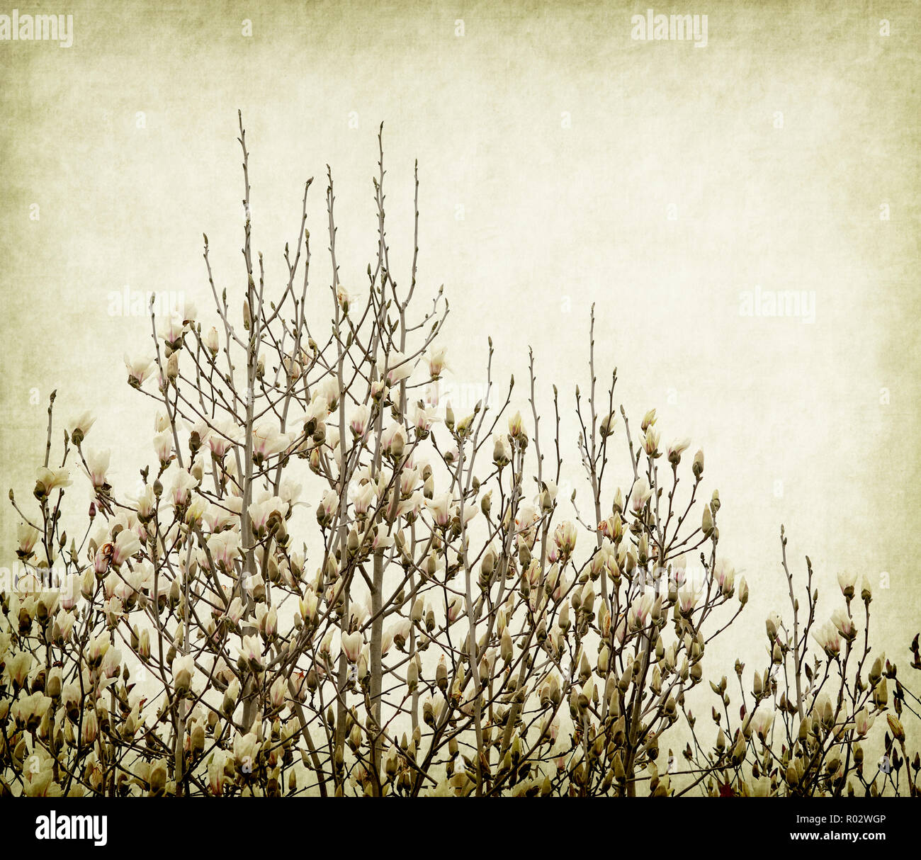 magnolia flowers on old paper background Stock Photo - Alamy