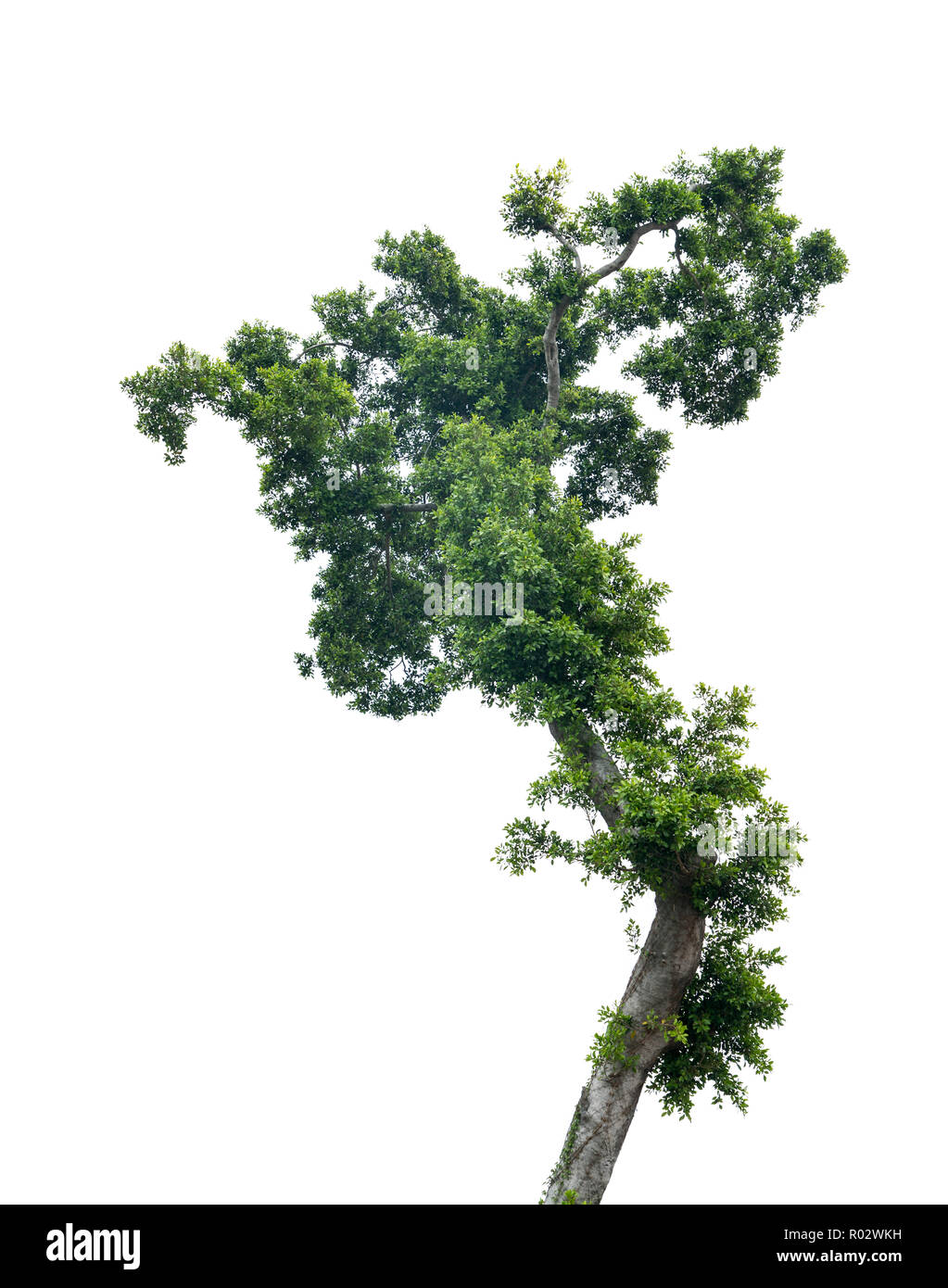 Tree isolated on white background Stock Photo