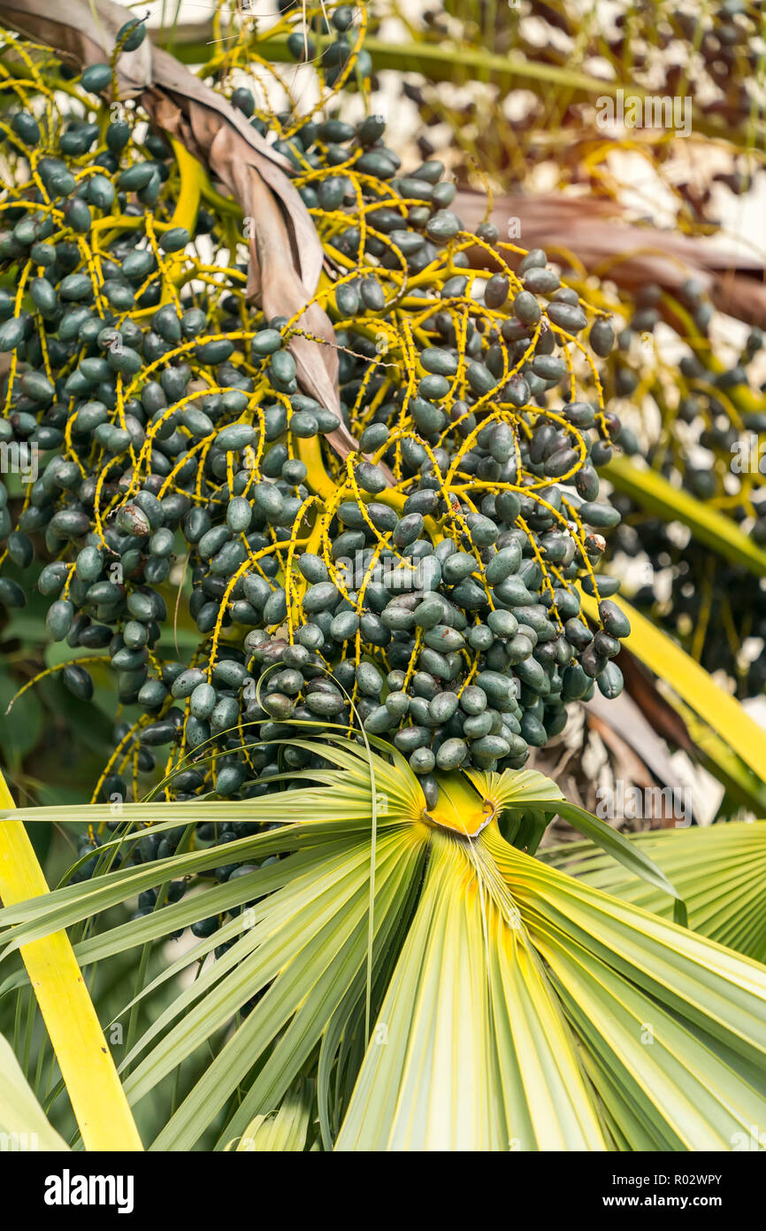 Green betel palm nut fruit Stock Photo Alamy