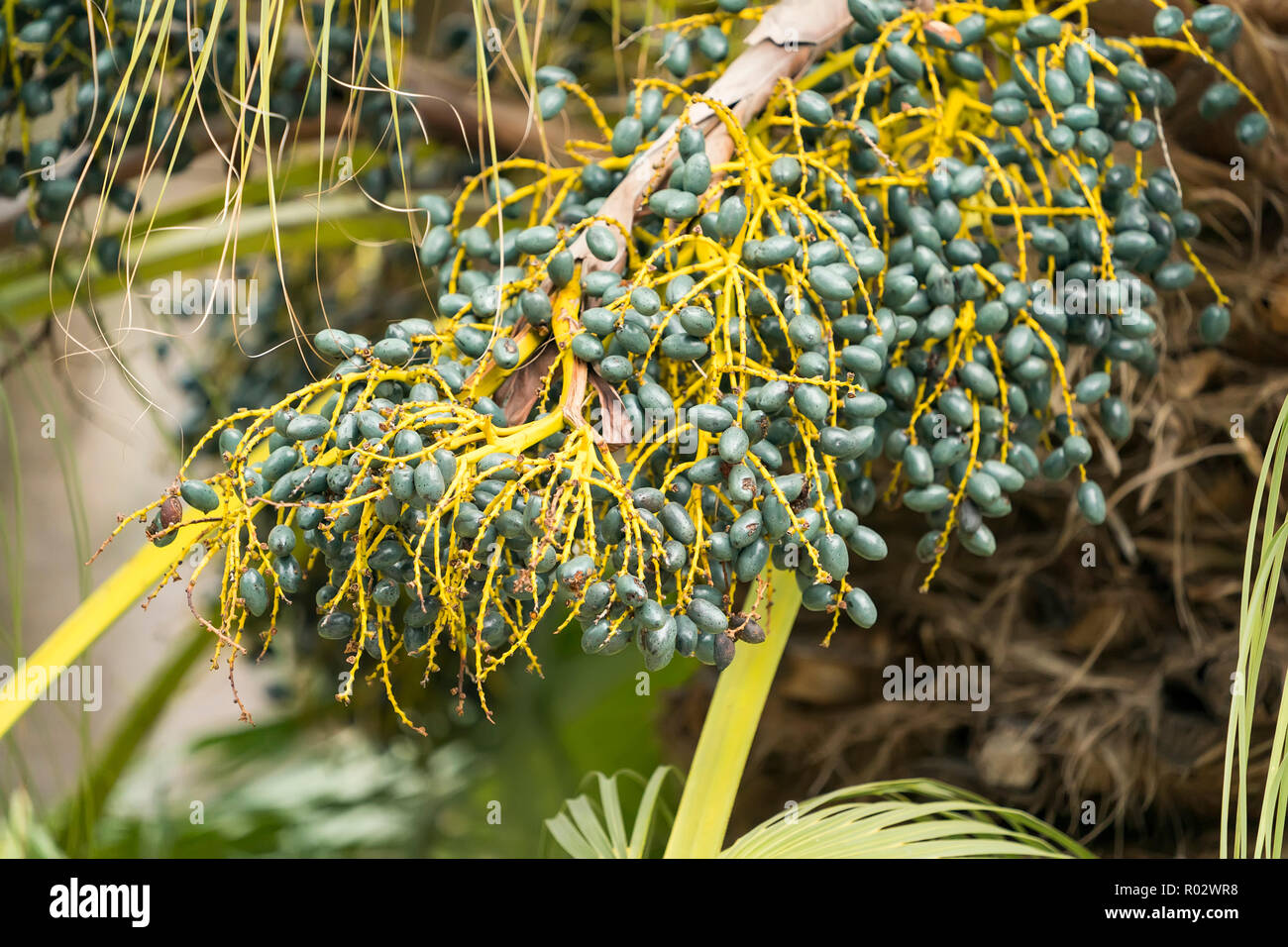 Green betel palm nut fruit Stock Photo Alamy