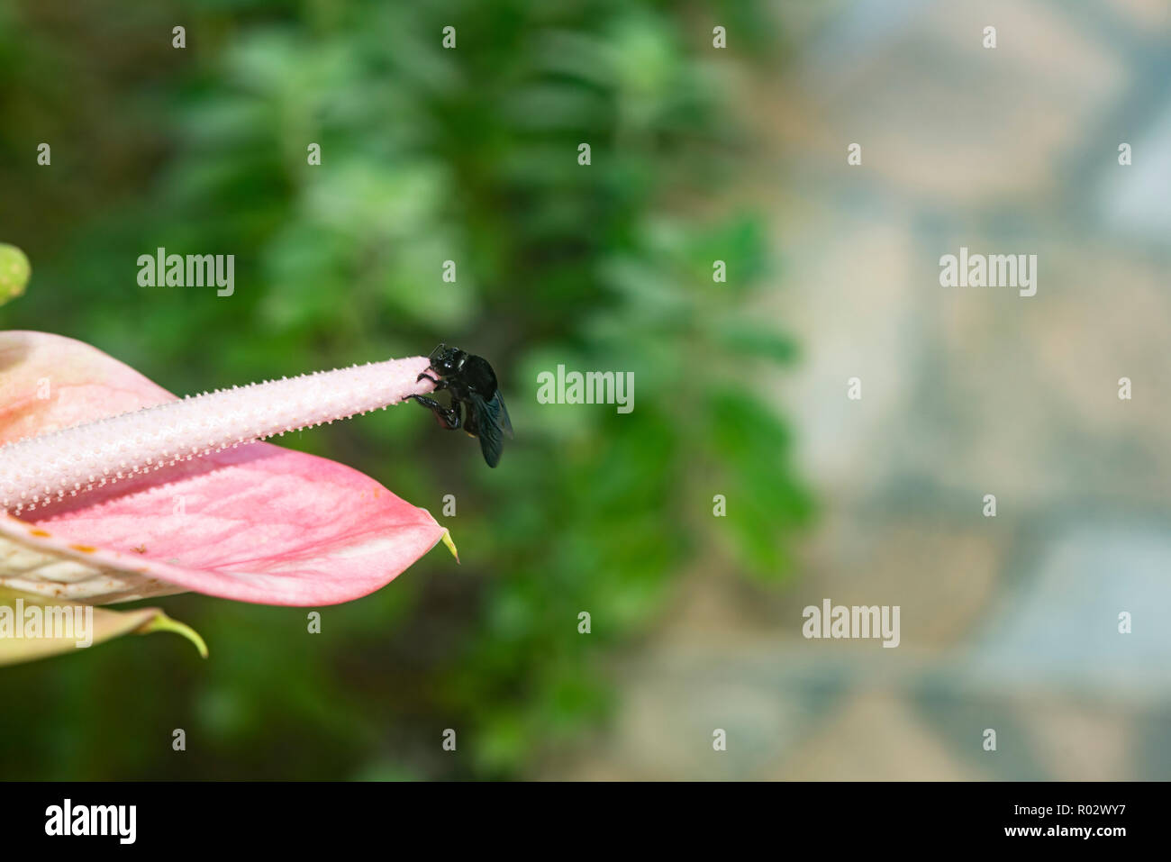 Black bumble bee, Bombus atratus, collecting pollen from the spadix of an  anthurium flower Stock Photo - Alamy