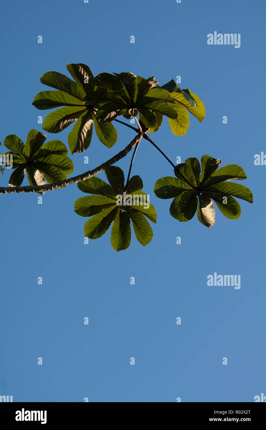 Leaves on the end of a branch of Trumpet tree (Cecropia peltata) in the Atlantic Rainforest, Parana, Brazil Stock Photo