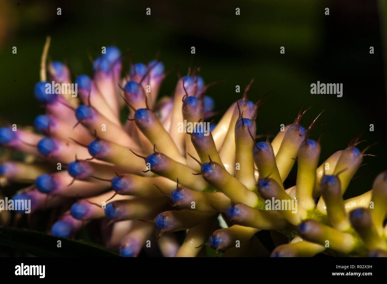 Aechmea coelestis flower, a type of blomeliad, growing in the Atlantic Rainforest of South Brazil Stock Photo