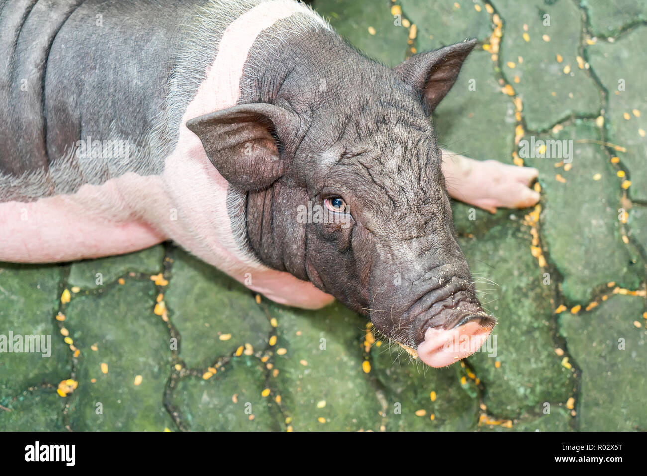 Farrows farm hi-res stock photography and images - Alamy