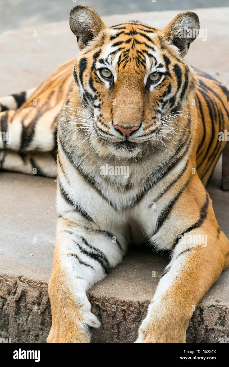 Which is the natural habitat of the amur tiger hi-res stock photography