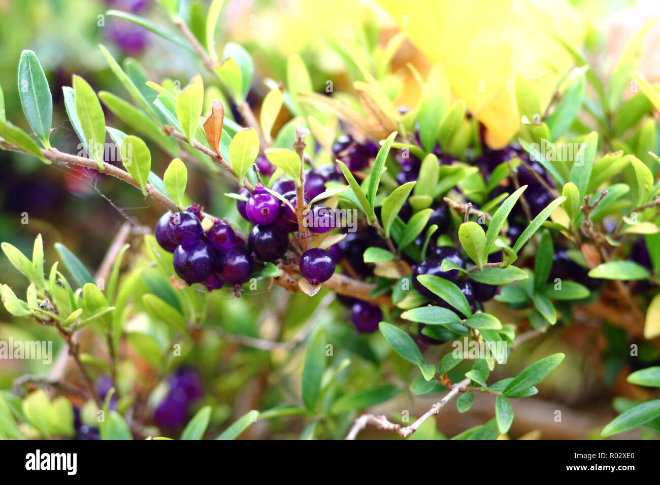 Evergreen perennial scrub with half translucent violet berries of Wilson's honeysuckle. Stock Photo