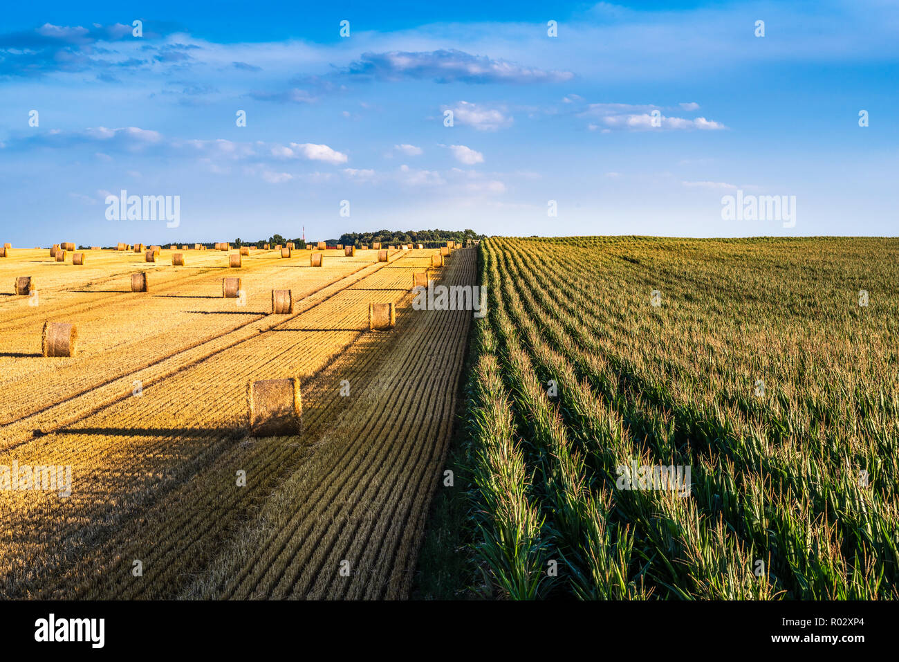Field with straw bales, summer field, Germany | Feld mit Strohballen, Sommerfeld Stock Photo