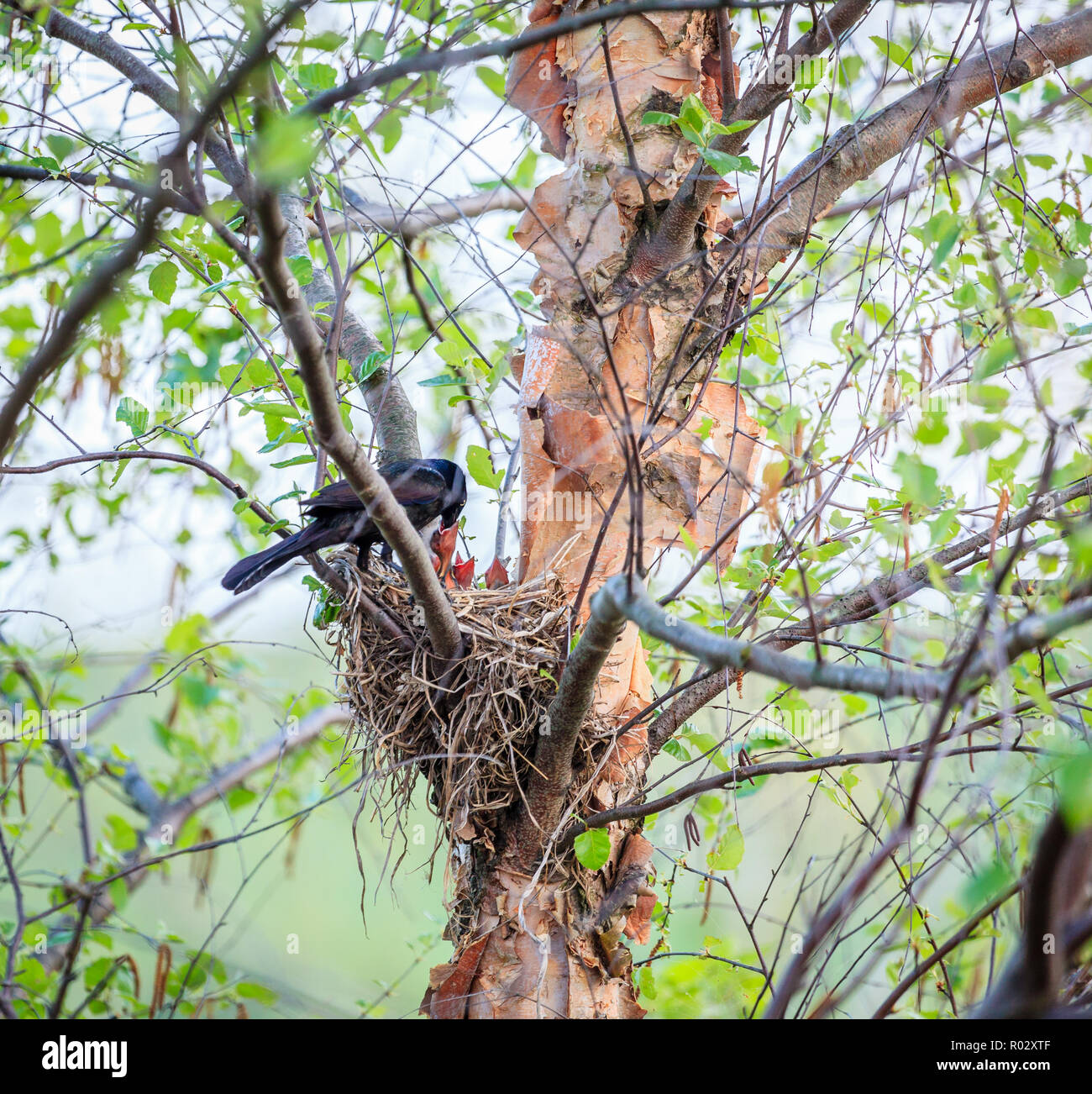 Bird feeding hires stock photography and images Alamy
