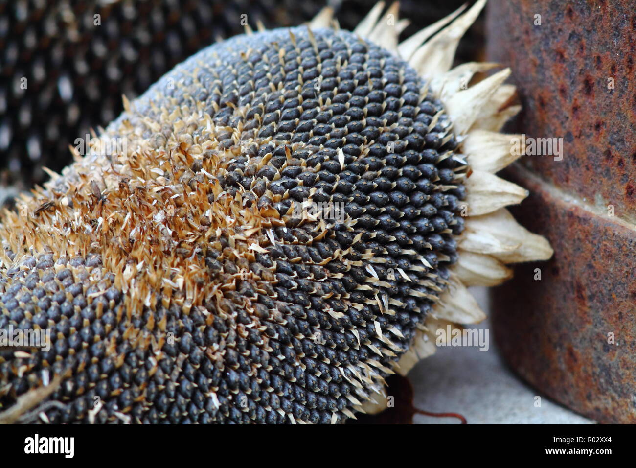 Ripe whole dry sunflowers full with seeds close up. Stock Photo