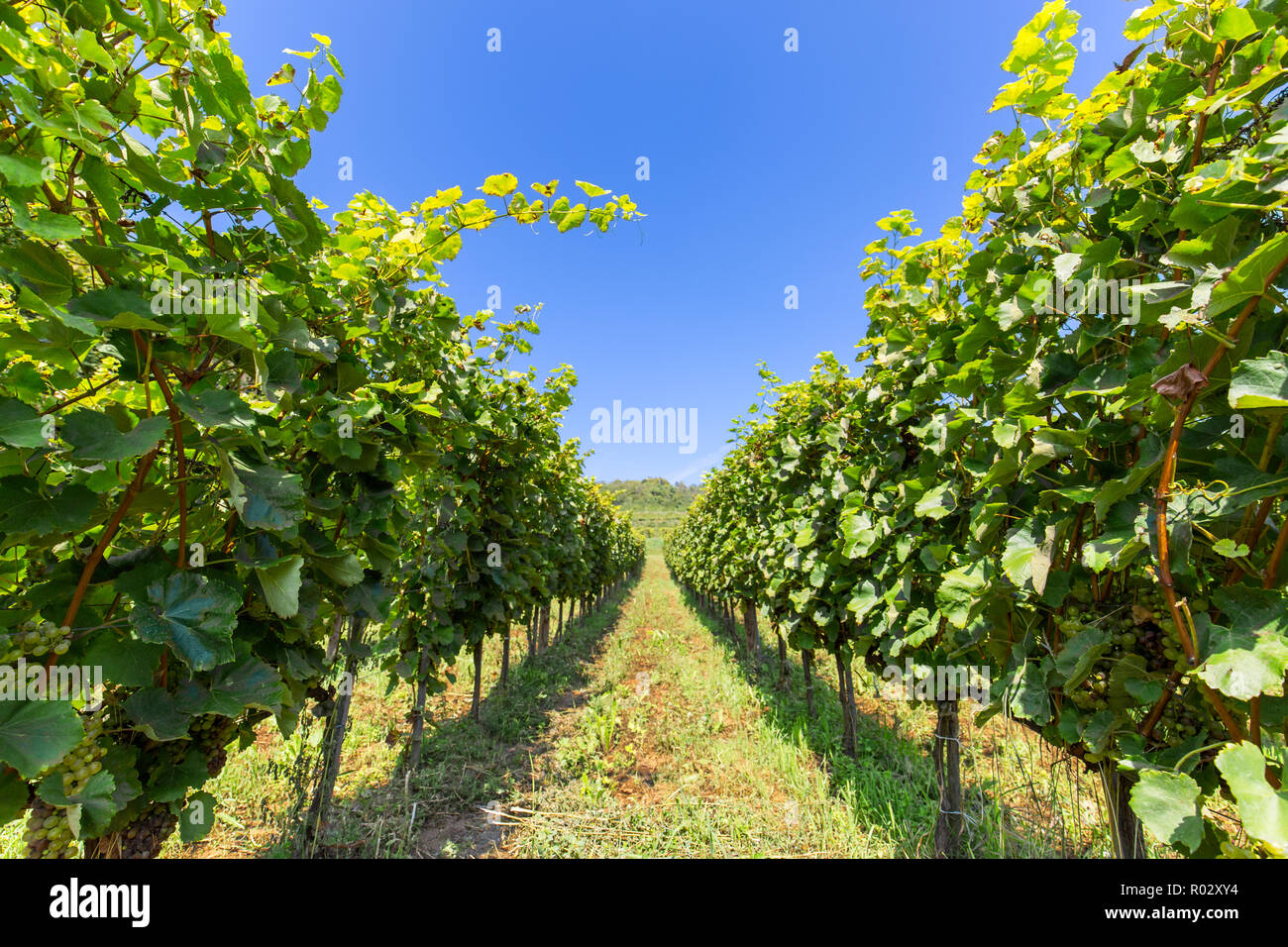 Summer scenery with vineyard rows with unsharp foreground in. Rows of grape, fresh green leaves. Agriculture landscape, drink ingredient Stock Photo
