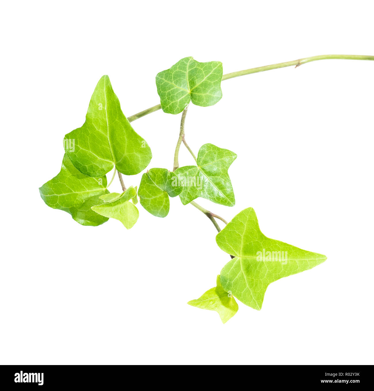 ivy leaves isolated on a white background Stock Photo - Alamy