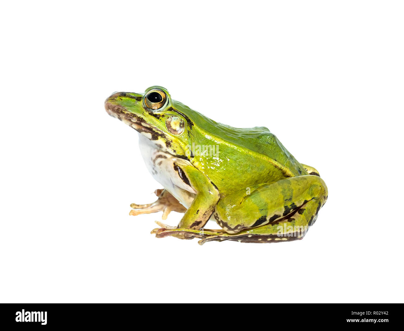 portrait of a green frog isolated on a white background Stock Photo