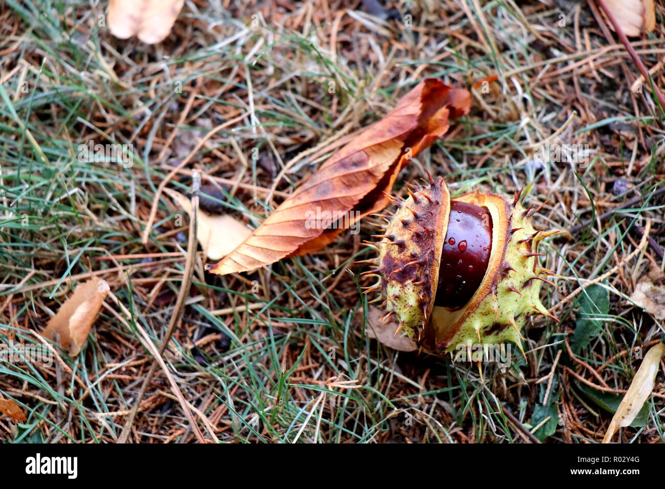 Fall image with conker in spiked shell and horse chestnut leaf on dry ...