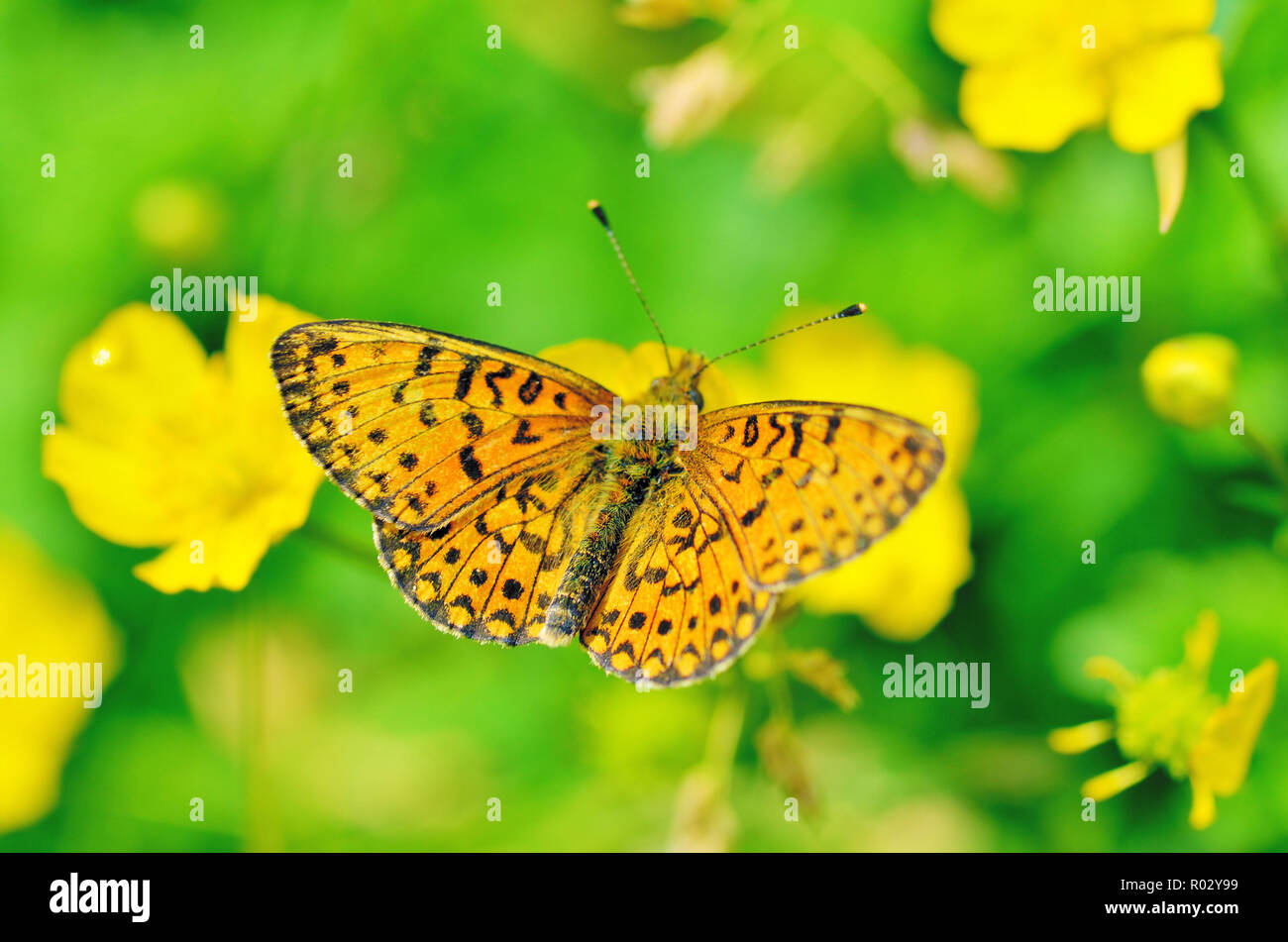 In the meadow grow various wild flowers.Butterfly drinks nectar from a