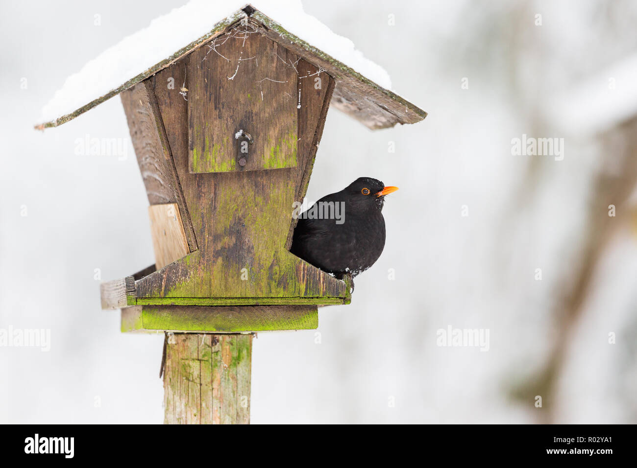 Bird Feeder Snow Stock Photos Bird Feeder Snow Stock Images Alamy
