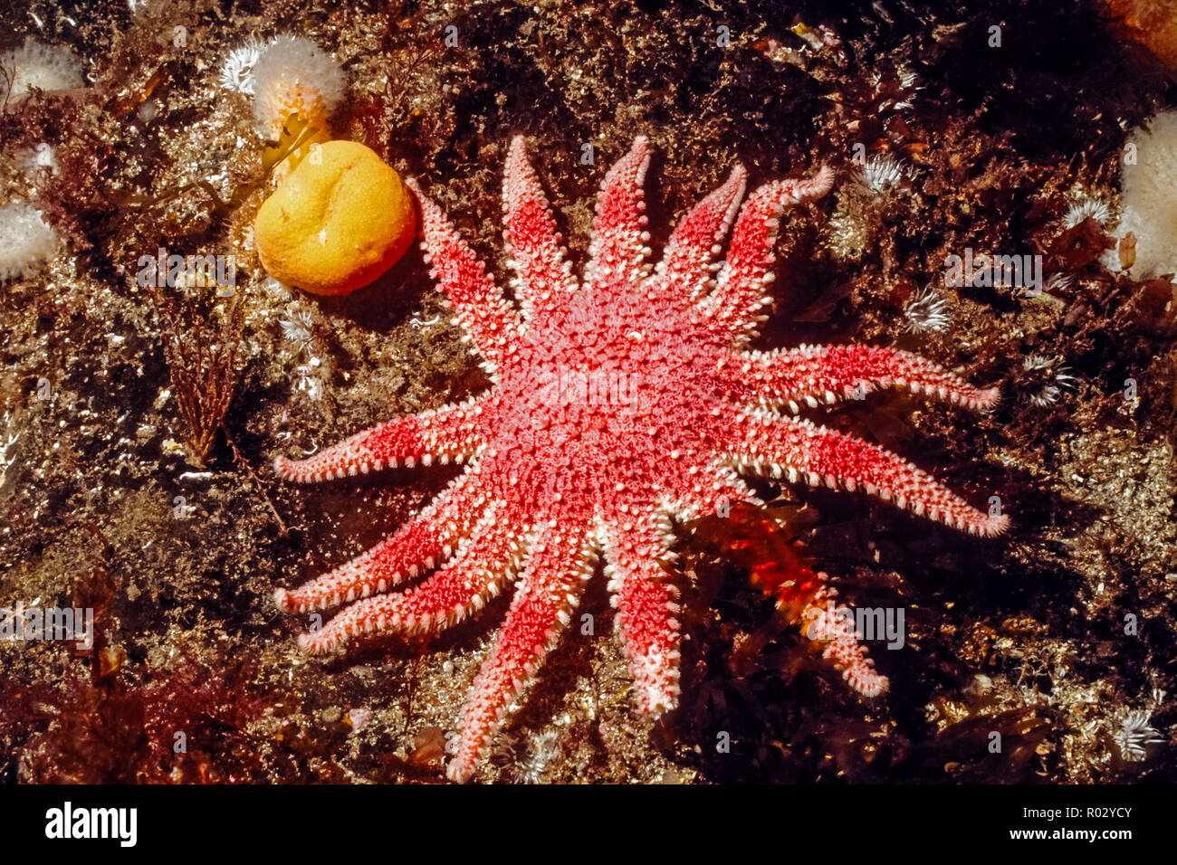 Large common sunstar. Starfish. Crossaster Papposus Stock Photo