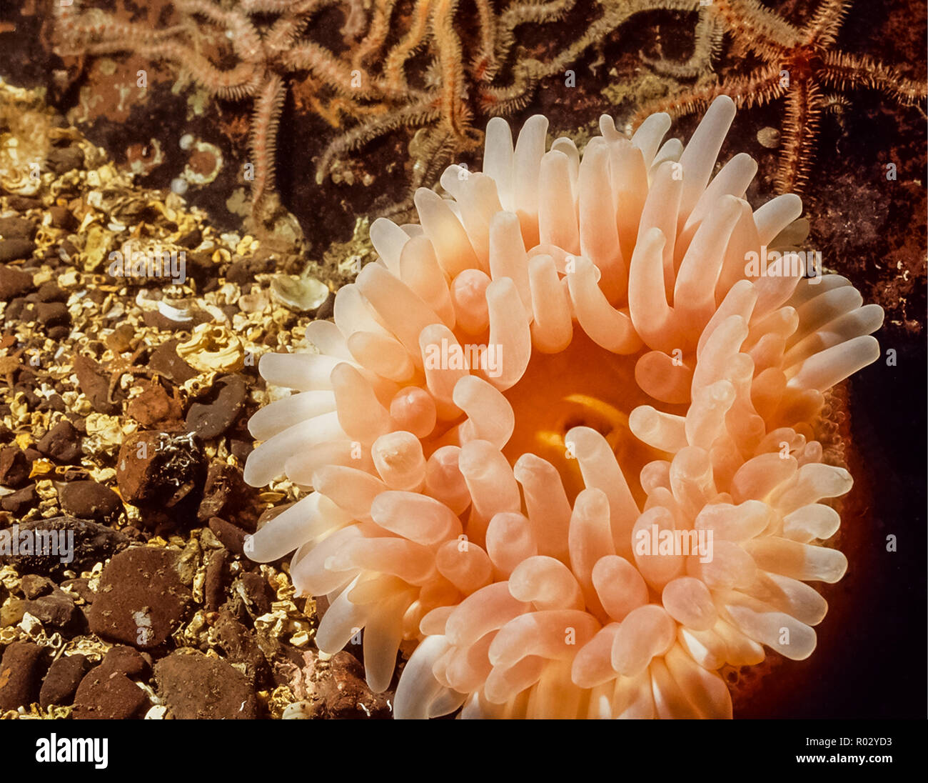 Pink Sea Anemone. Dahlia anemone. Urticina Felina.  Sea Anemone Stock Photo
