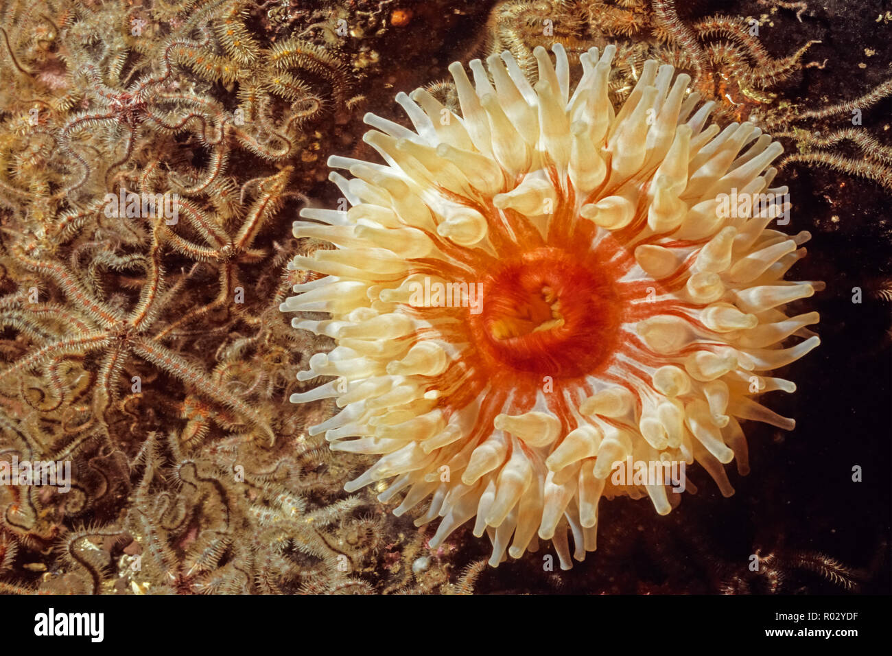 Dahlia Anemone. Urticina Felina. Beautiful coloured Sea Anemone Stock Photo