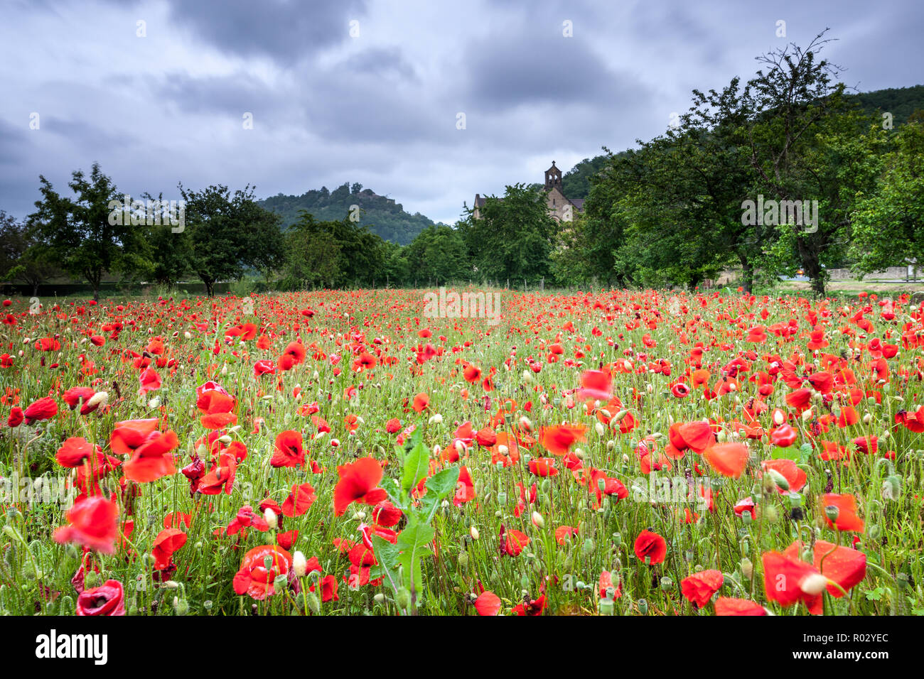 Beautiful field of poppies with an old church in the background Cenac Dordogne France Stock Photo