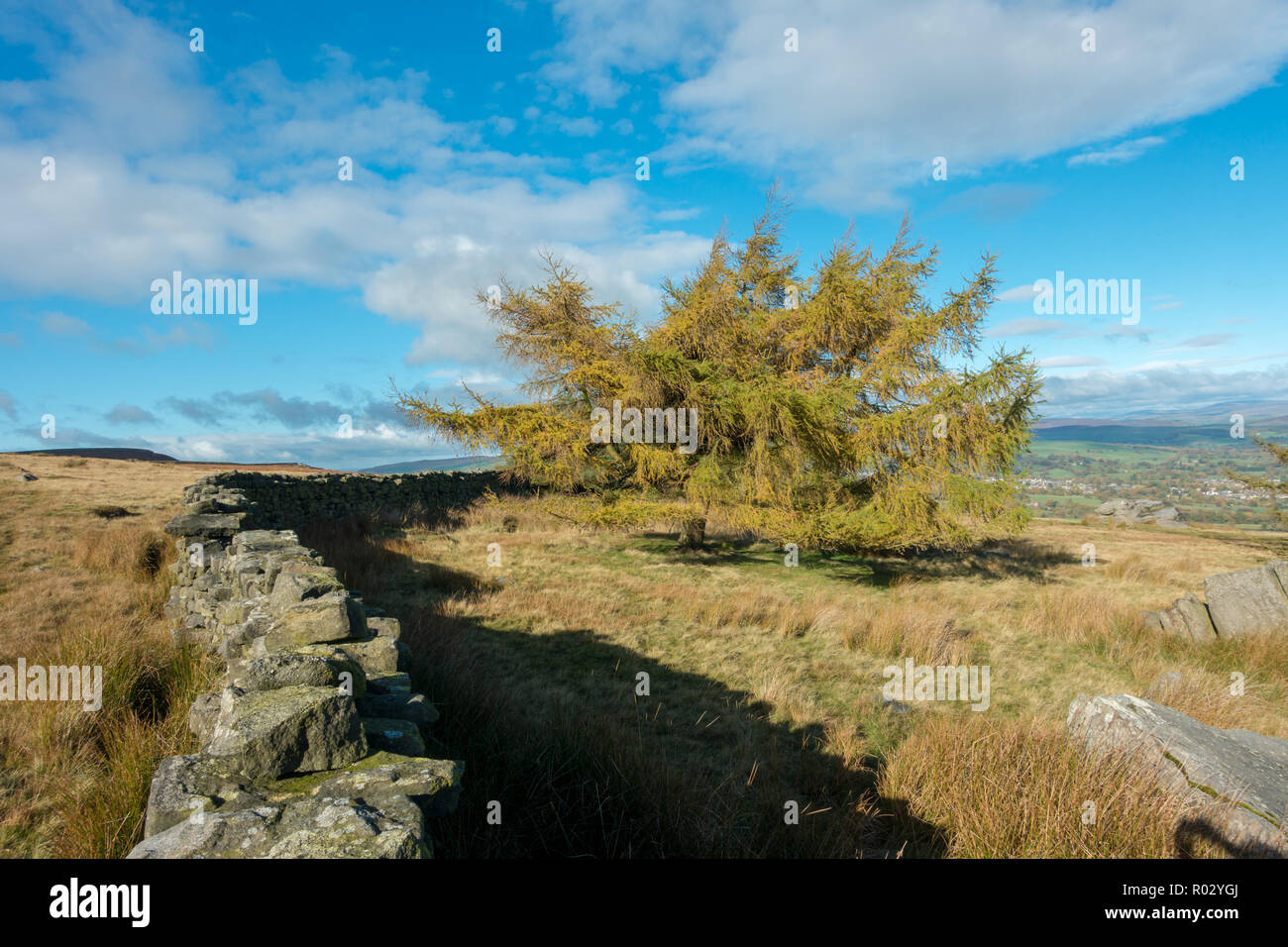 Single larch tree in autumn colours next to an old stone wall, Ilkley moor, West Yorkshire, UK Stock Photo
