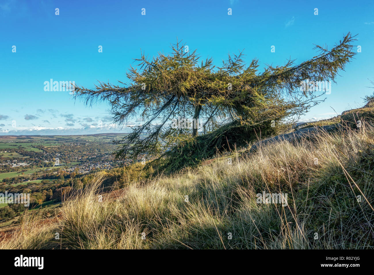 Single larch tree in autumn colours on Ilkley moor with Ilkley town below, West Yorkshire, UK Stock Photo