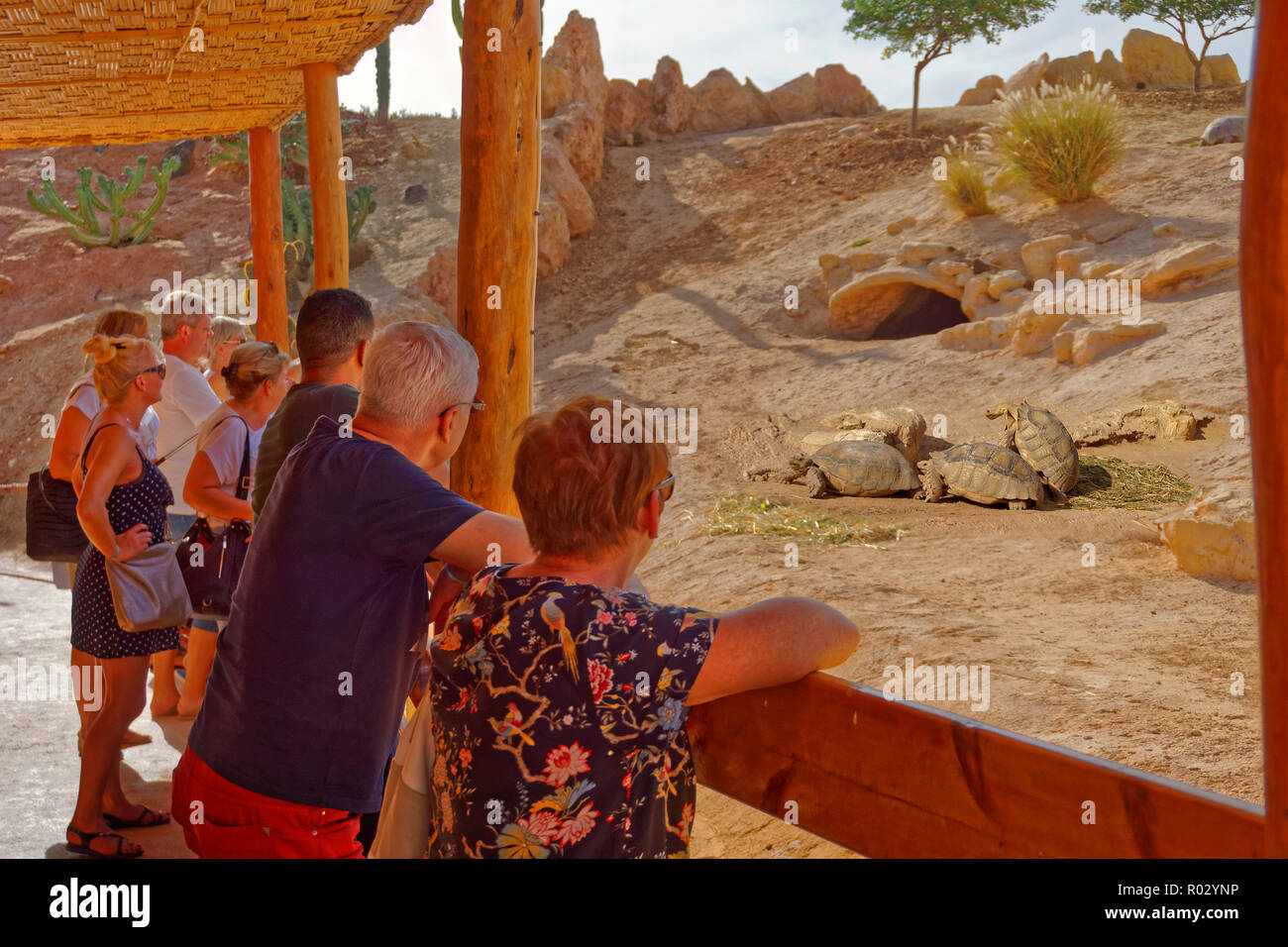 African Spurred Tortoise enclosure at Croco Park wildlife theme park, Agadir, Souss-Massa Province, Morocco. Stock Photo