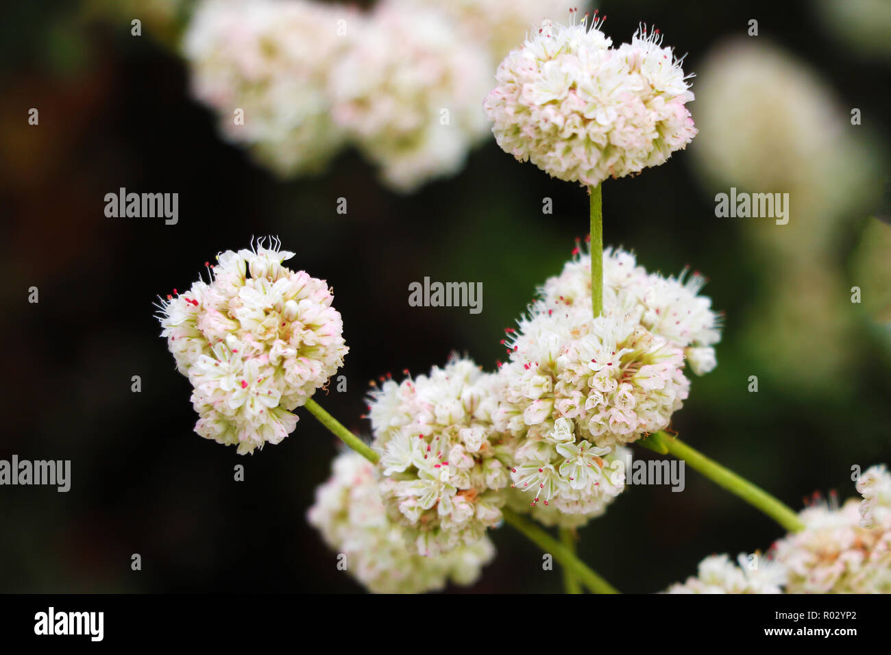 Medicinal wild herb Yarrow Achillea millefolilium . The plant during flowering , closeup. Stock Photo