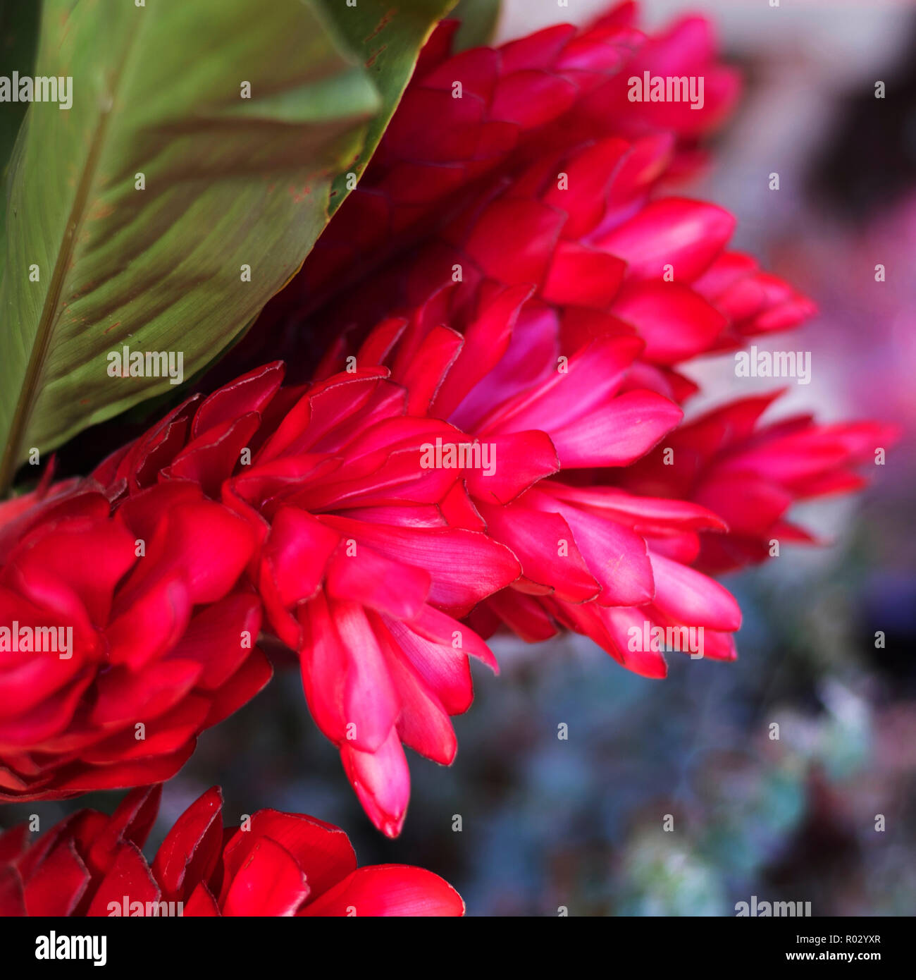 Vriesea flower in the garden, Flowering vriesea plants of tropical Stock Photo
