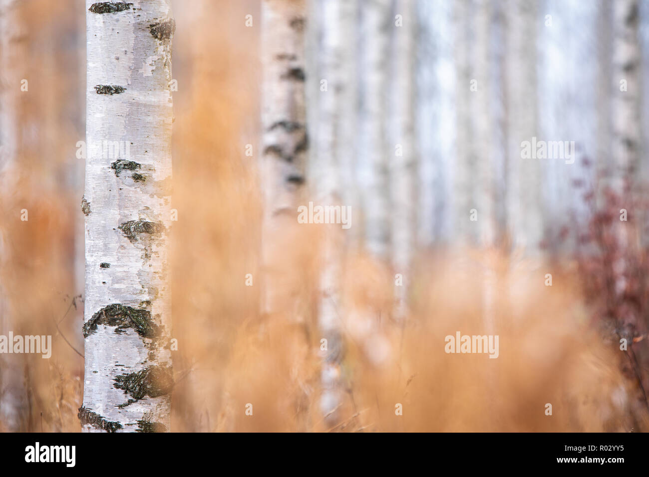 Birch (Betula pendula) tree trunks in autumn forest. Stock Photo