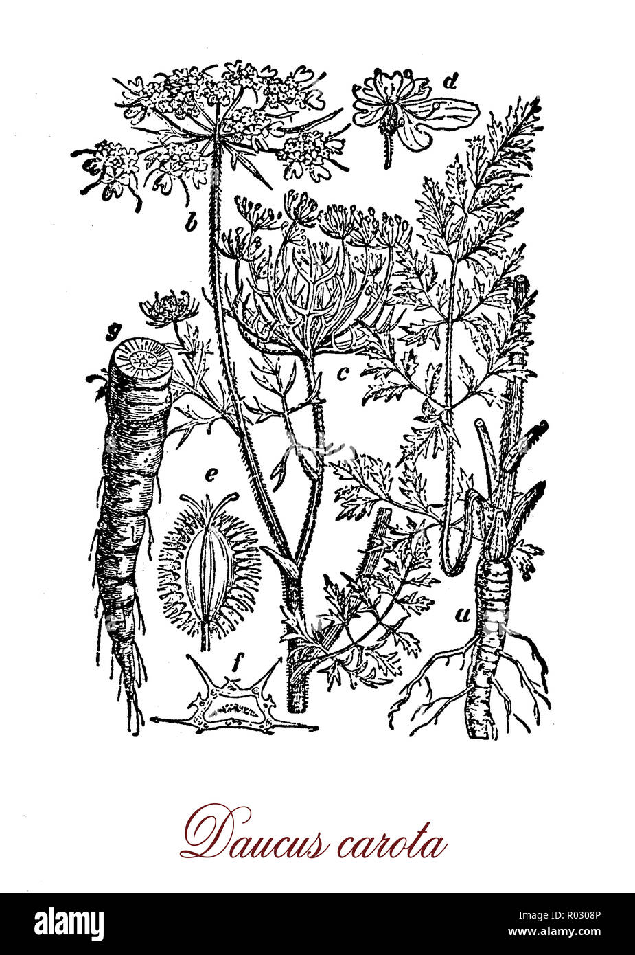 Vintage botanical engraving of carrot, root vegetable, usually orange in colour. Roots contain high quantities of alpha- and beta-carotene, and are a good source of vitamin K Stock Photo