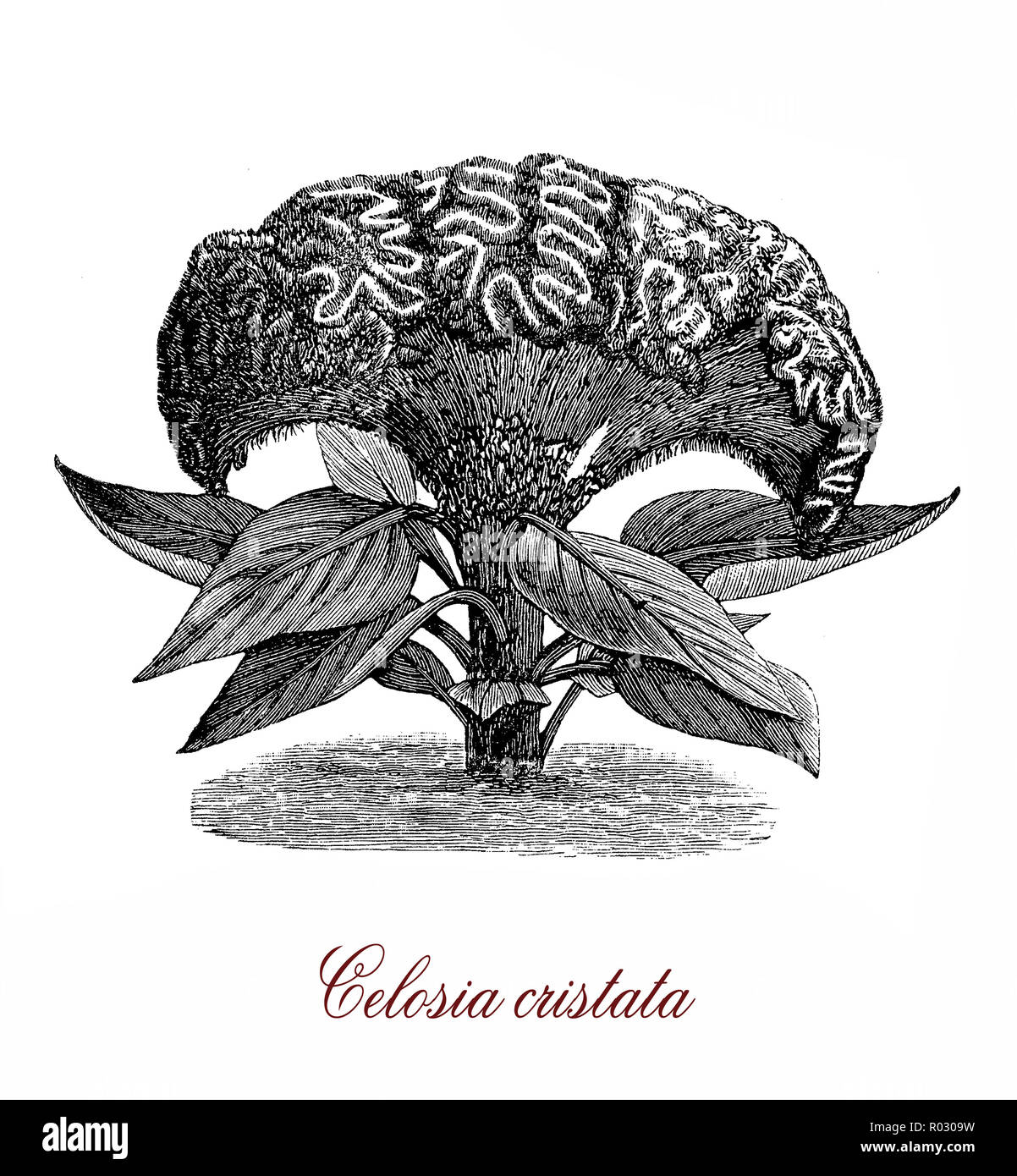 Vintage botanical engraving of celosia cristata or cockscomb,  ornamental plant with red purple or yellow flowers heads. it is also edible as vegetable. Stock Photo