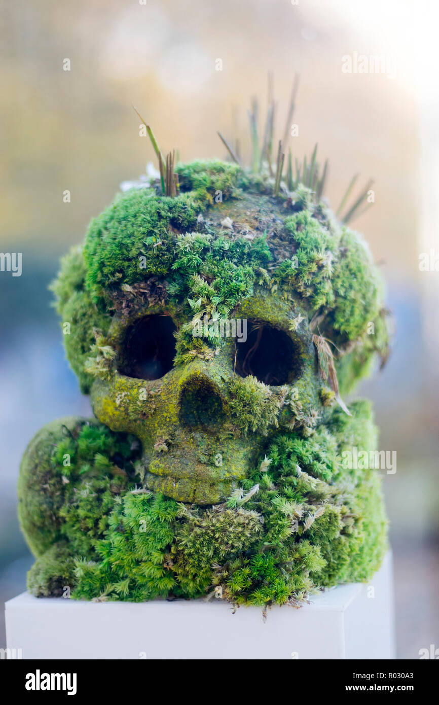 the Skull overgrown with moss in the forest Stock Photo
