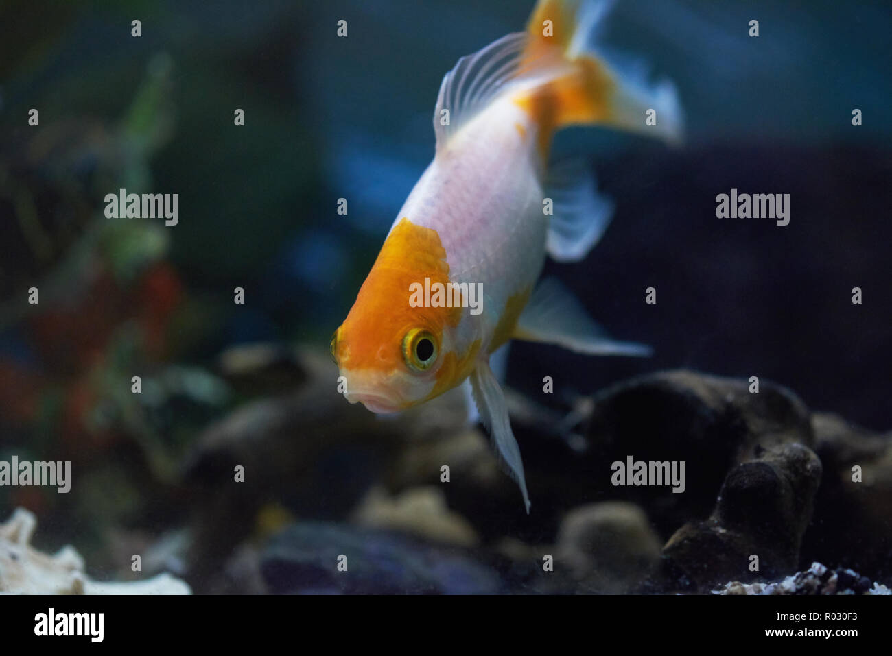 One goldfish in blue aquarium water looking in camera Stock Photo