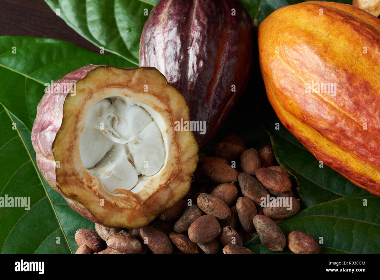 Chocolate raw ingredient in open cacao pod close up Stock Photo