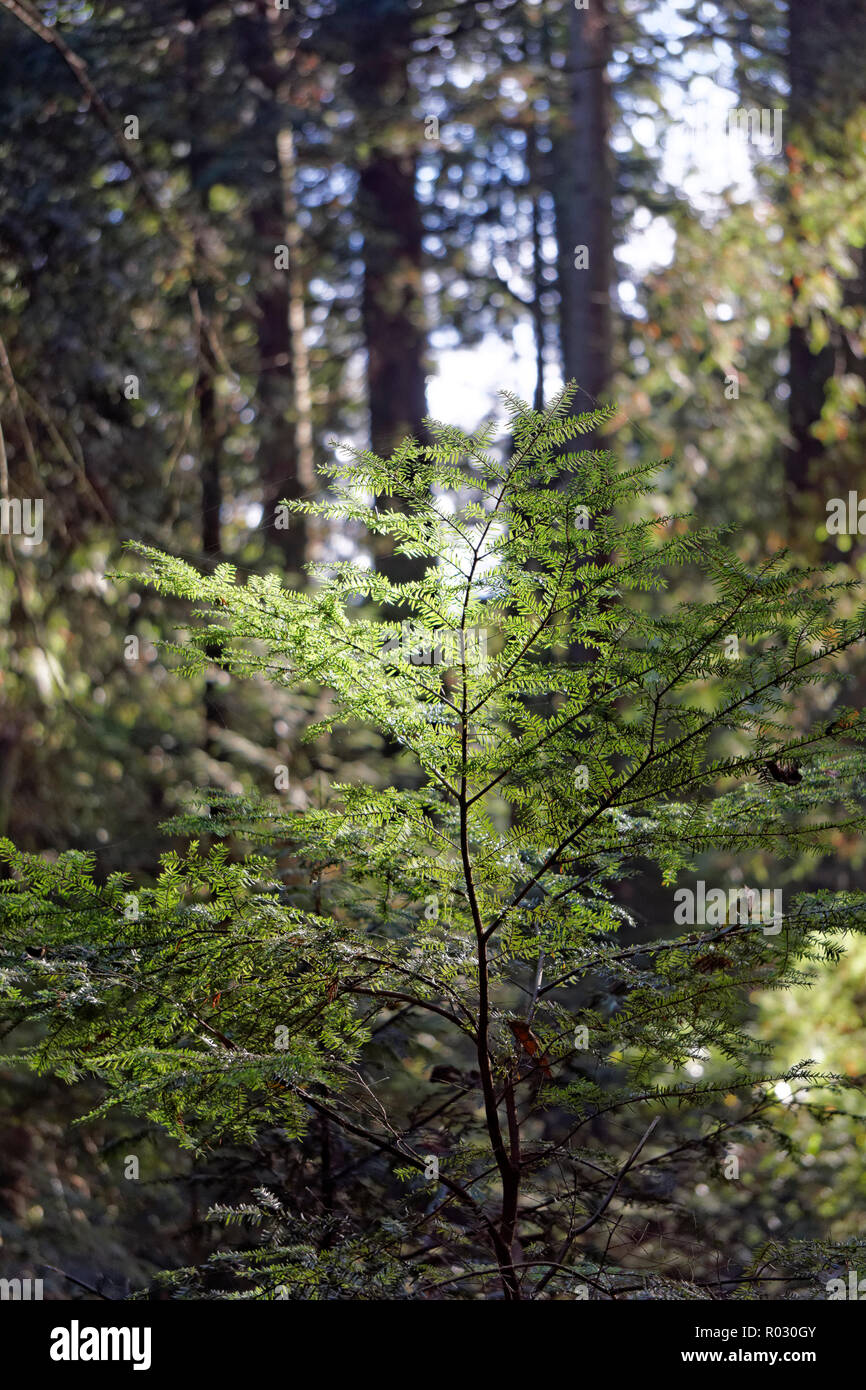 Western red cedar tree Thuja plicata sapling in Pacific Spirit Regional Park, Vancouver, BC, Canada Stock Photo